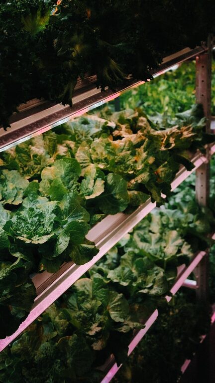 Tips for Creating a Sustainable Home Garden Throughout the Year